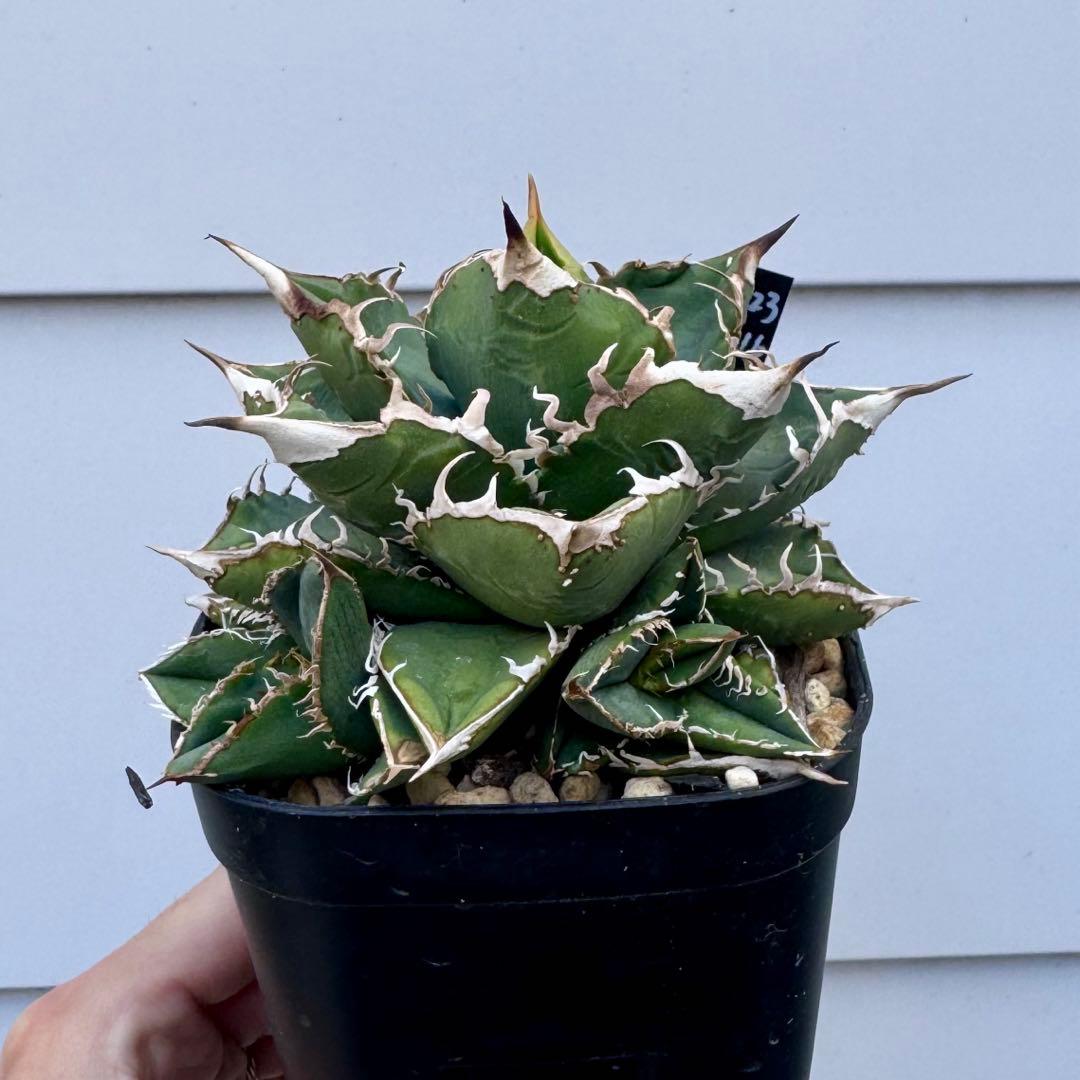 親株出品 lize血統 流星 アガベ 子株2つ付き チタノタ ぶつぶつ スタッズ