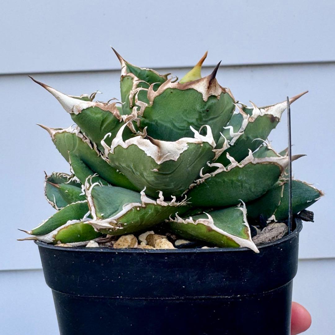 親株出品 lize血統 流星 アガベ 子株2つ付き チタノタ ぶつぶつ スタッズ