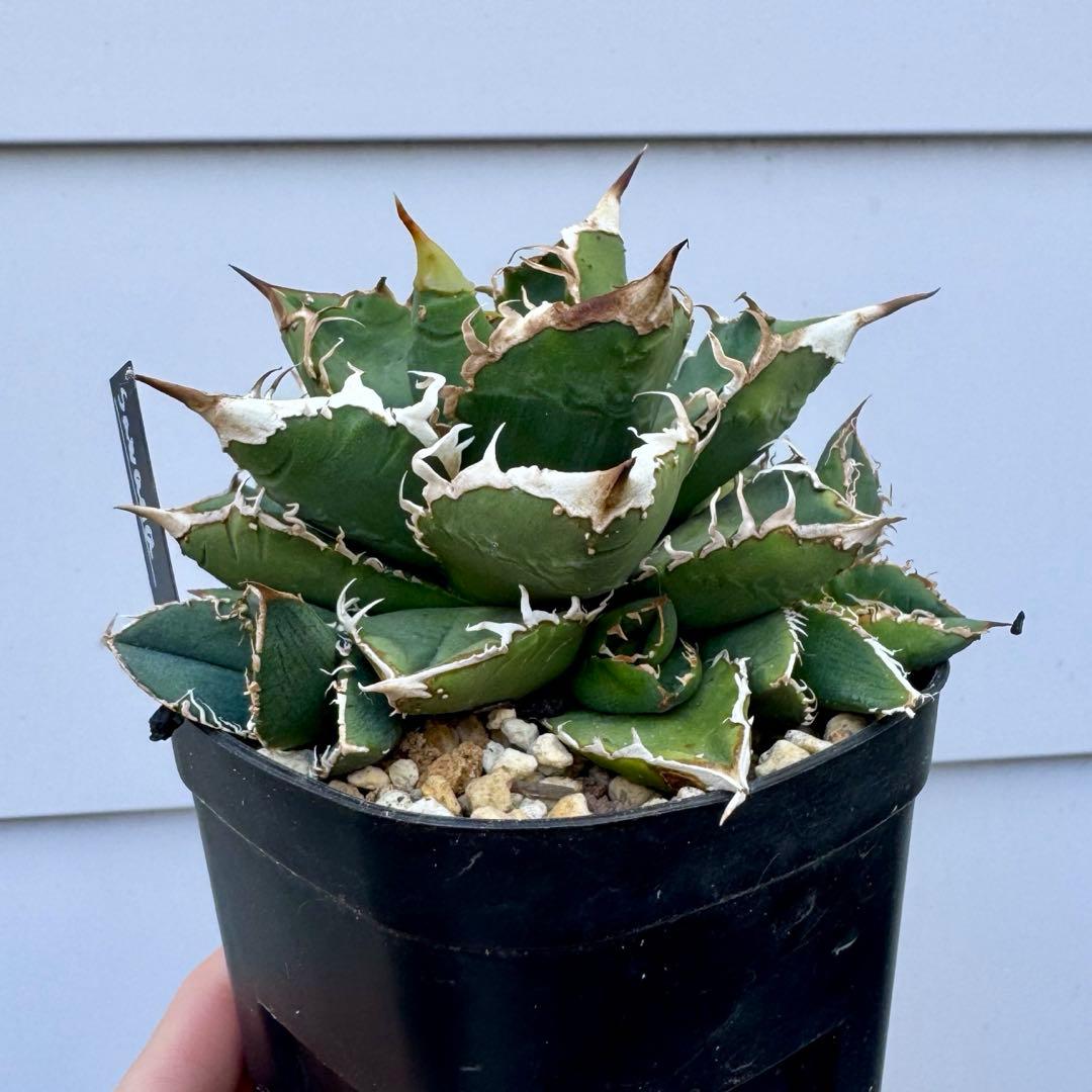 親株出品 lize血統 流星 アガベ 子株2つ付き チタノタ ぶつぶつ スタッズ