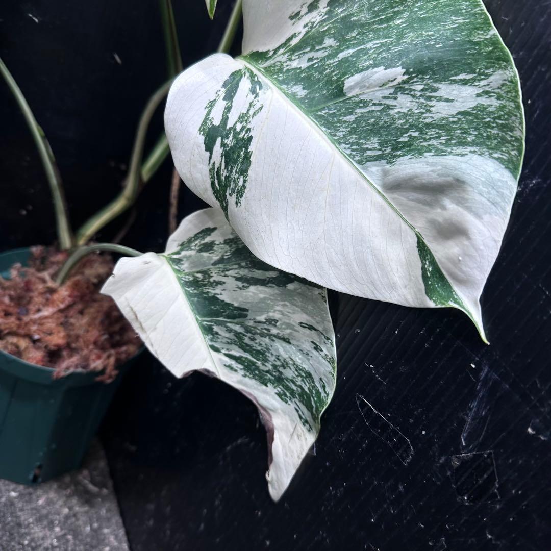 超*✿様 斑入りモンステラ ホワイトタイガー極美大株51cm白斑多 - メルカリ
