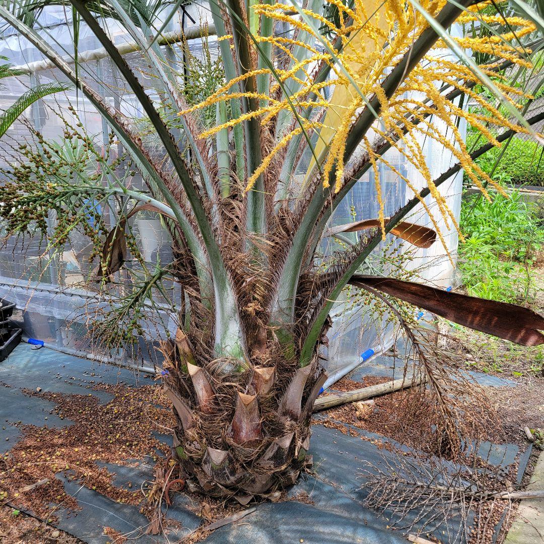 ソテツ　ココスヤシ　引き取り希望です