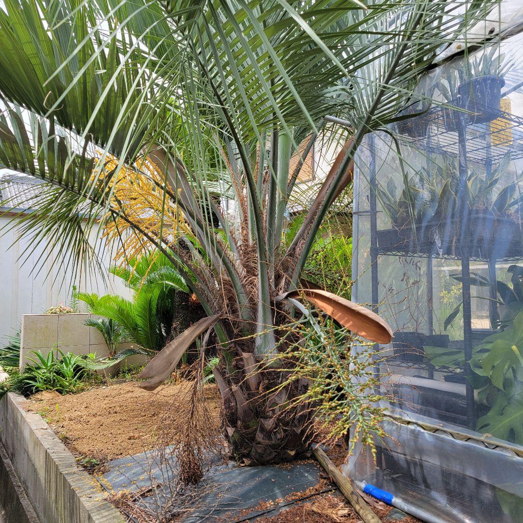 ソテツ　ココスヤシ　引き取り希望です