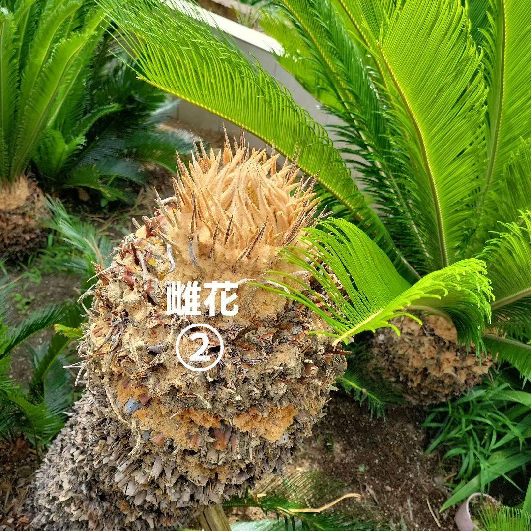 ソテツ　ココスヤシ　引き取り希望です