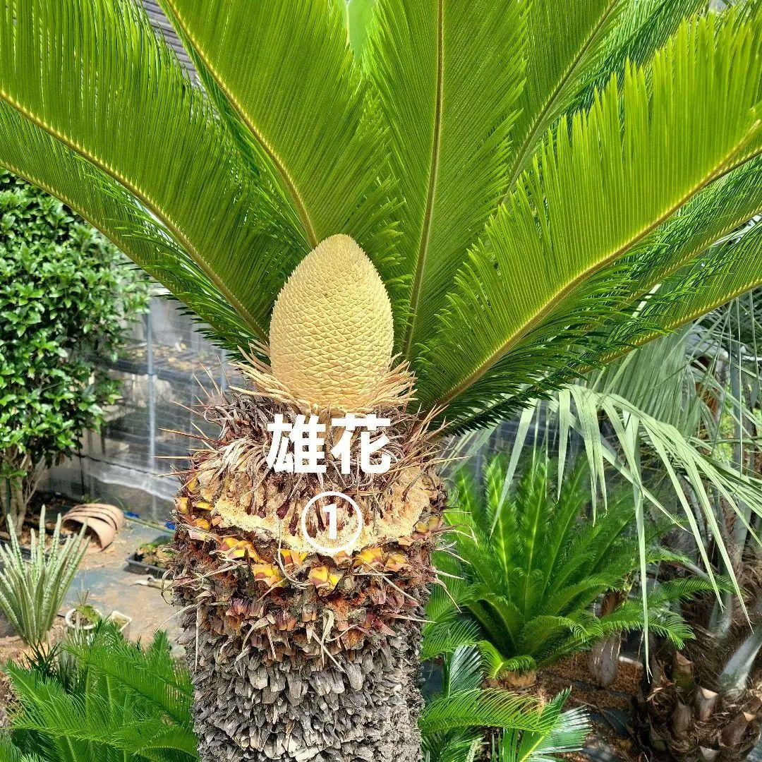 ソテツ　ココスヤシ　引き取り希望です