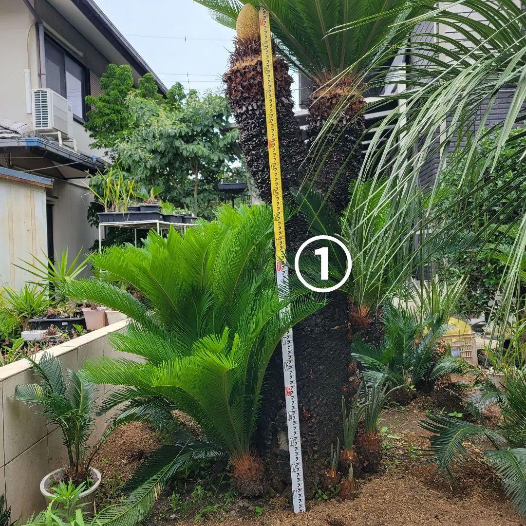 ソテツ　ココスヤシ　引き取り希望です