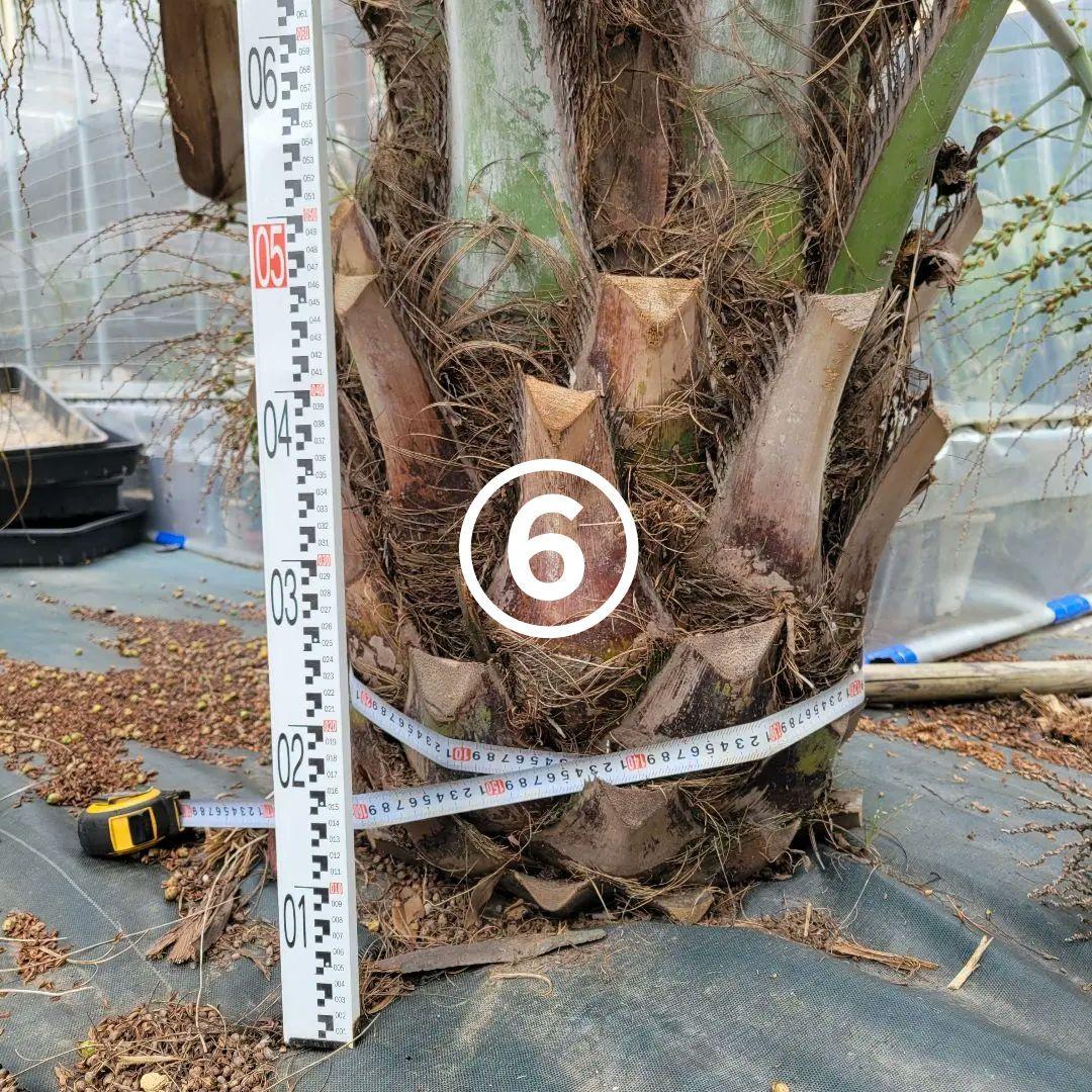 ソテツ　ココスヤシ　引き取り希望です