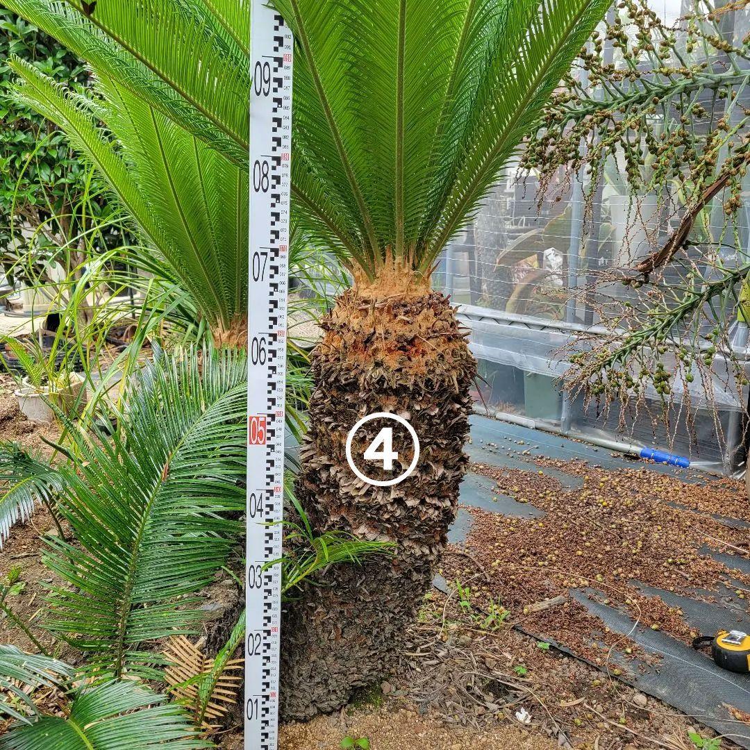 ソテツ　ココスヤシ　引き取り希望です