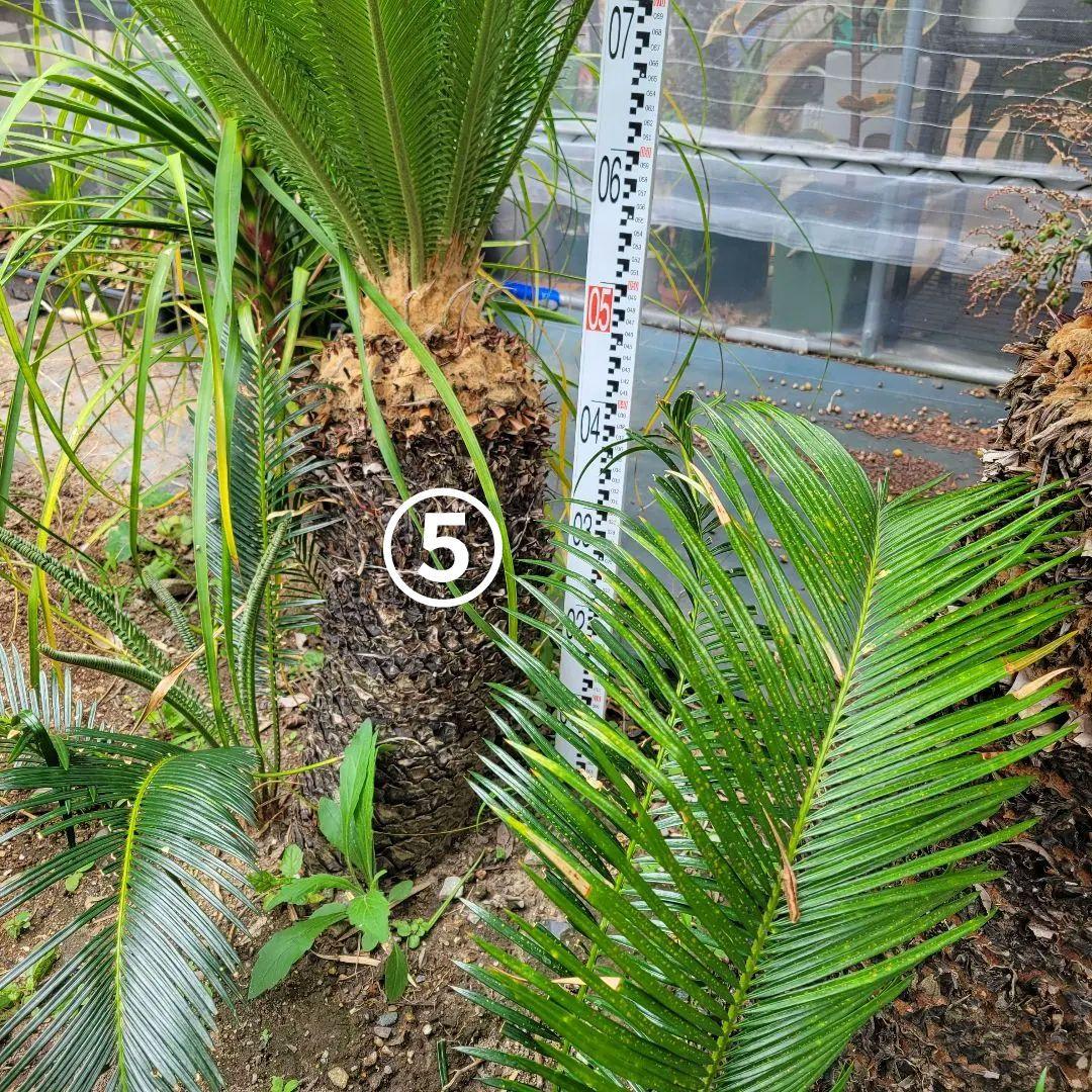 ソテツ　ココスヤシ　引き取り希望です