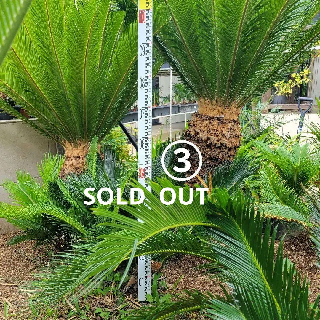 ソテツ　ココスヤシ　引き取り希望です