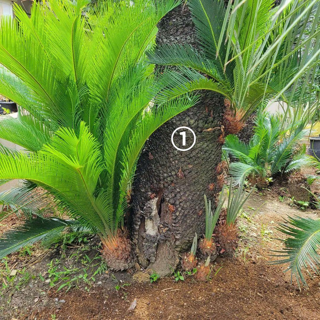 ソテツ　ココスヤシ　引き取り希望です