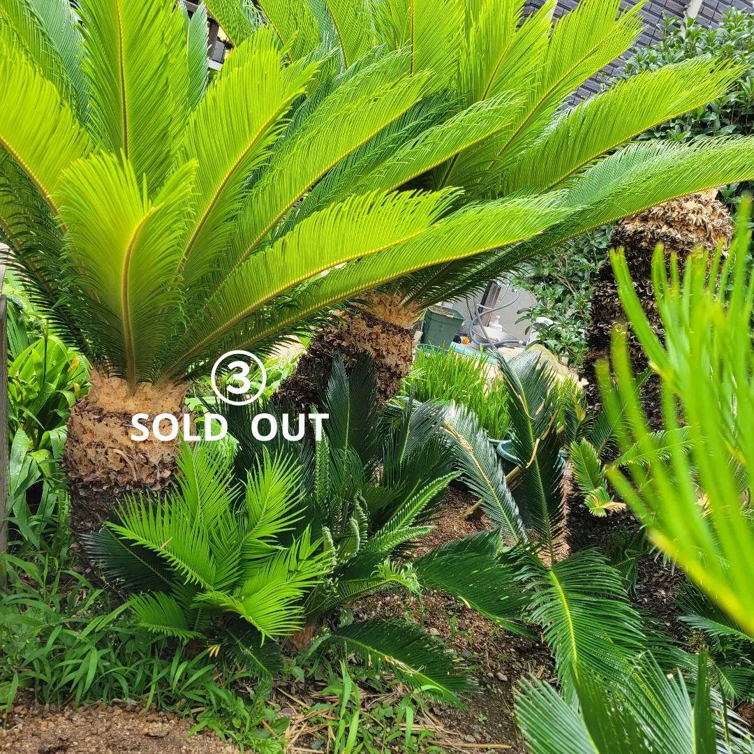 ソテツ　ココスヤシ　引き取り希望です