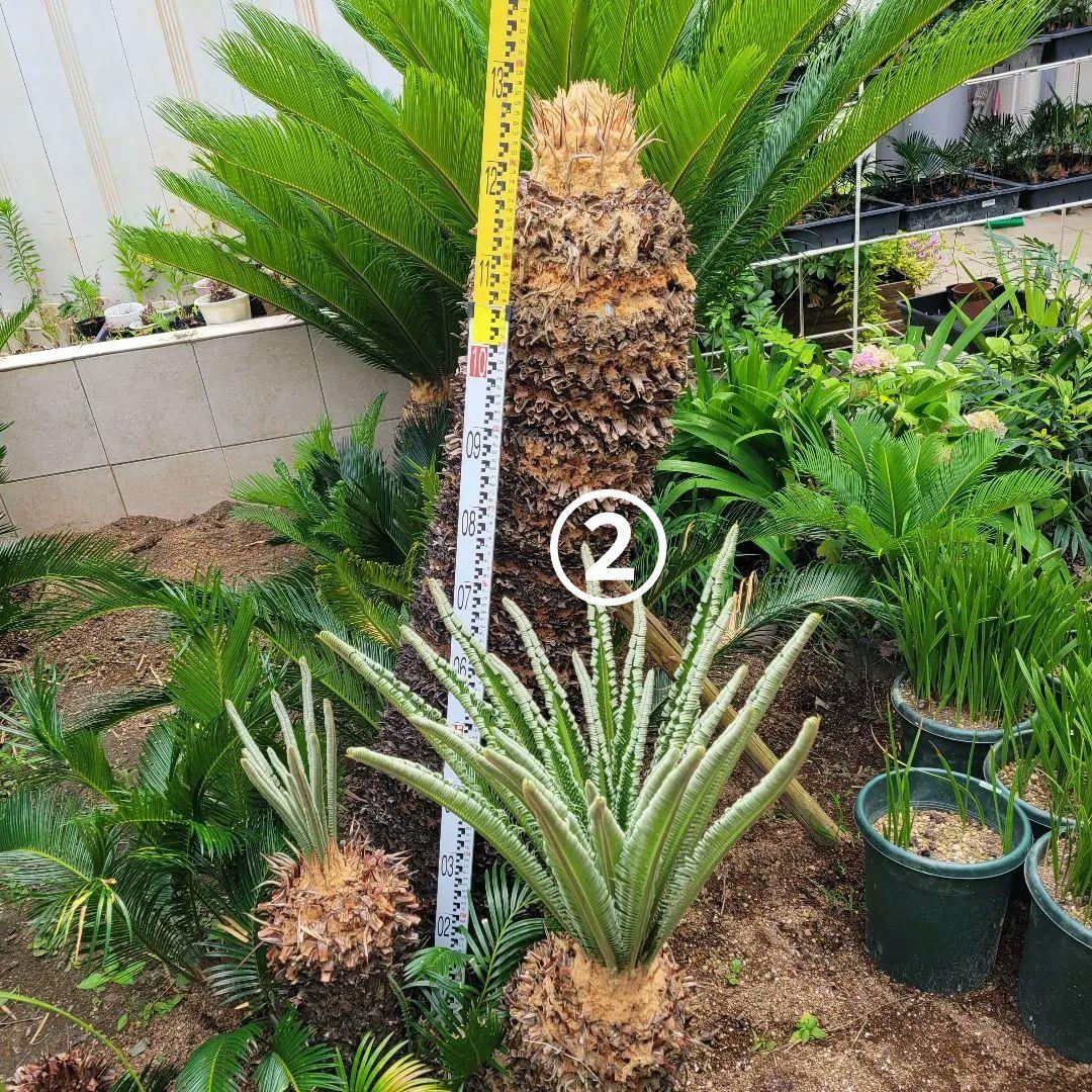 ソテツ　ココスヤシ　引き取り希望です