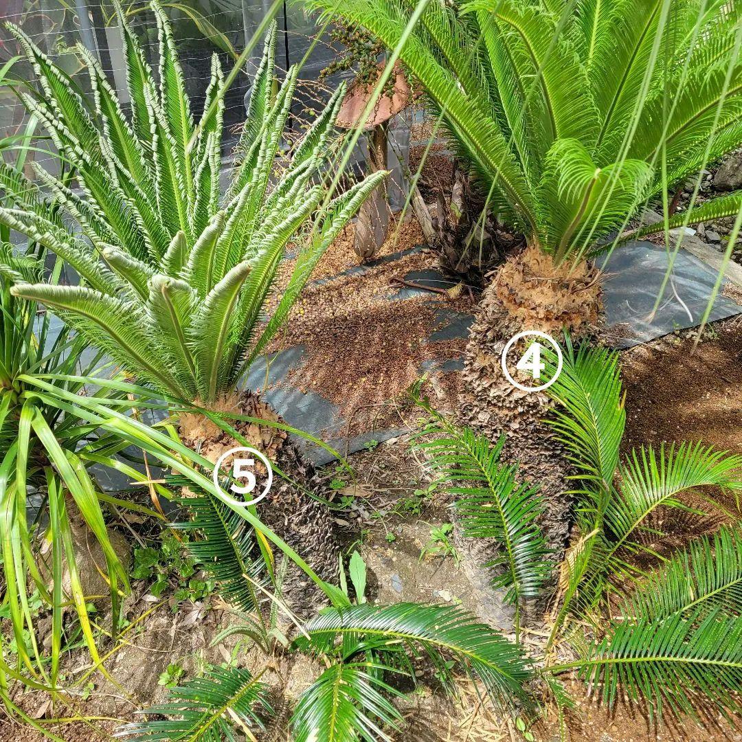 ソテツ　ココスヤシ　引き取り希望です