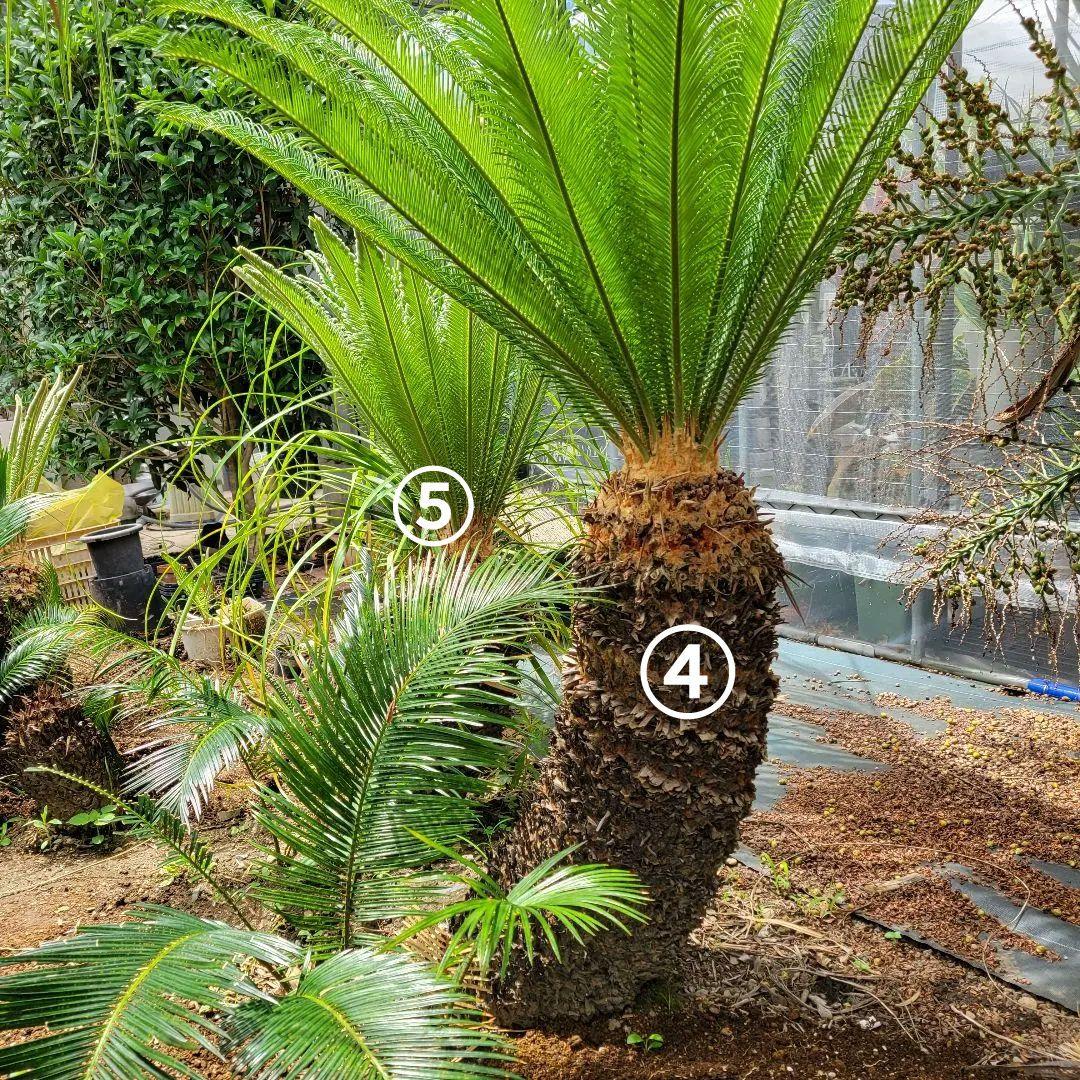 ソテツ　ココスヤシ　引き取り希望です