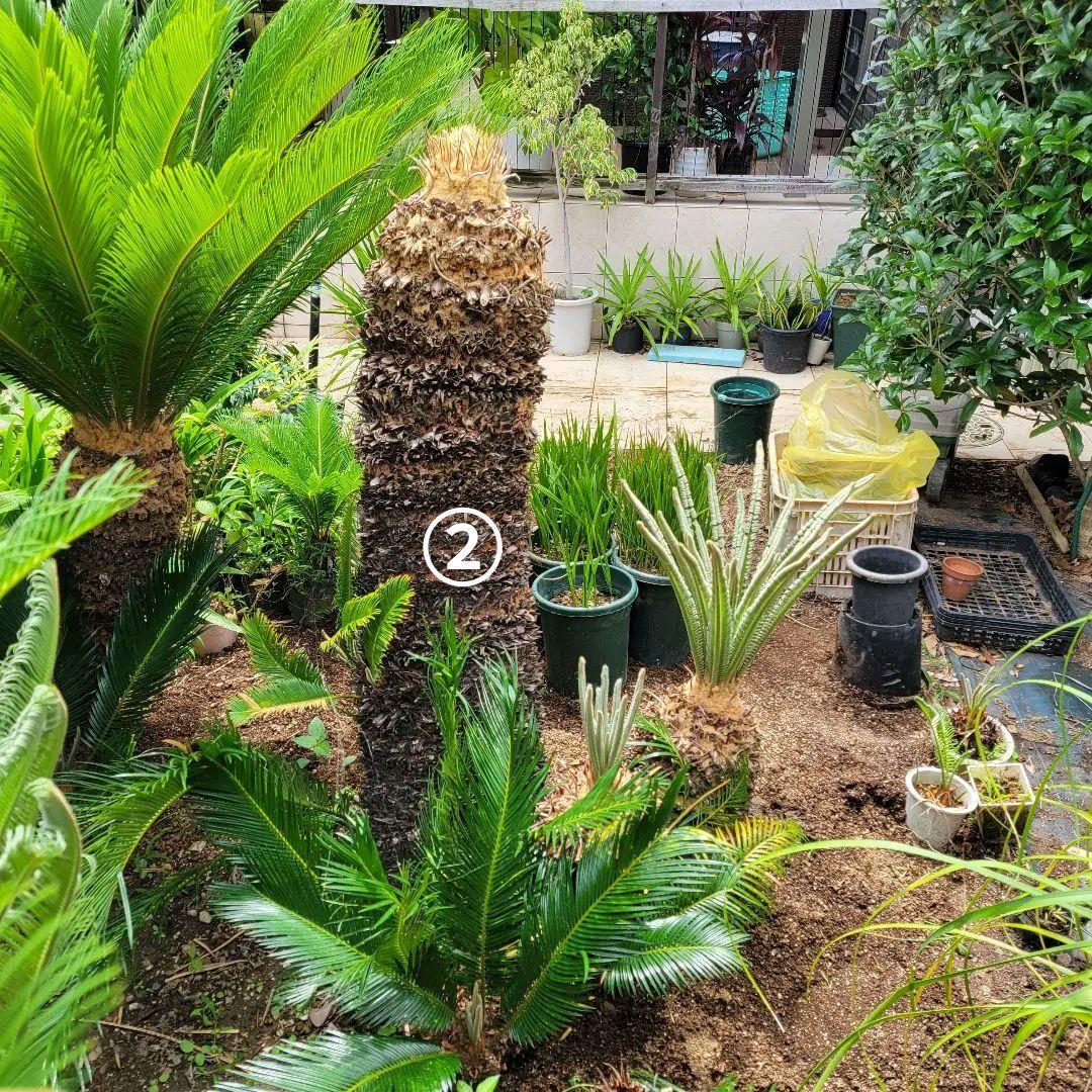 ソテツ　ココスヤシ　引き取り希望です