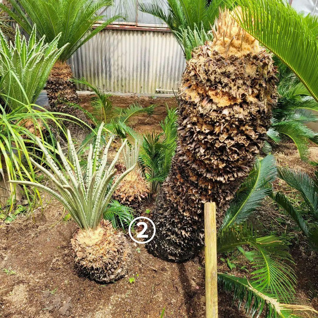 ソテツ　ココスヤシ　引き取り希望です