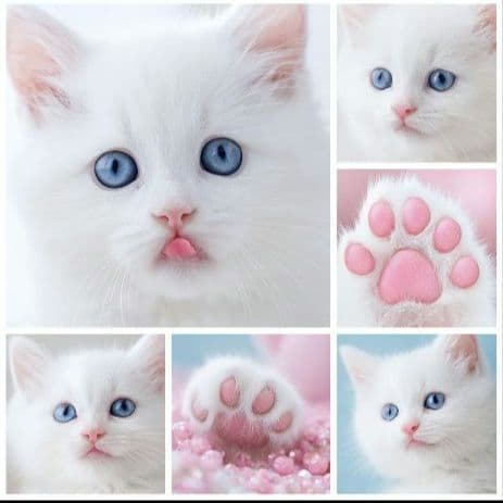 オーダー用猫ちゃんパネルサンプルページ 参