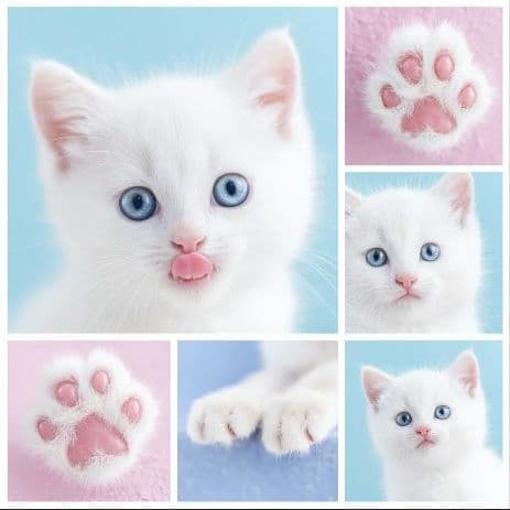 オーダー用猫ちゃんパネルサンプルページ 参