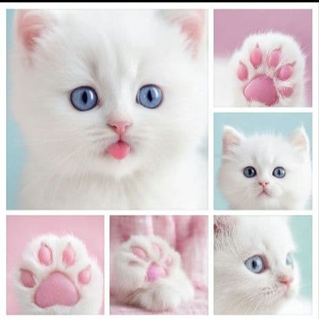 オーダー用猫ちゃんパネルサンプルページ 参