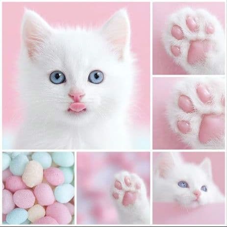 オーダー用猫ちゃんパネルサンプルページ 参