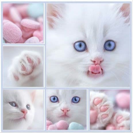 オーダー用猫ちゃんパネルサンプルページ 参