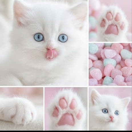 オーダー用猫ちゃんパネルサンプルページ 参