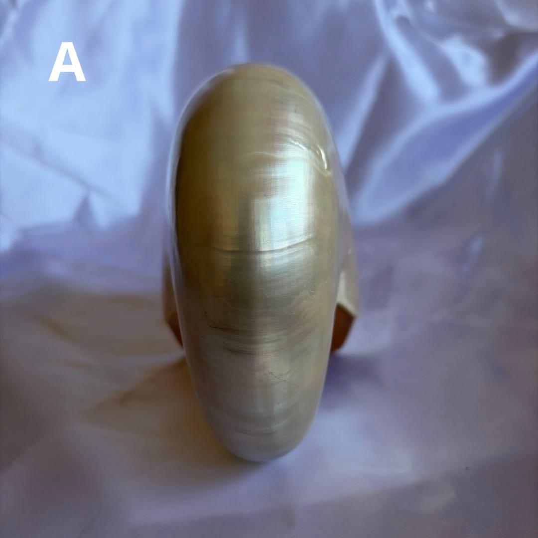 オウムガイの殻