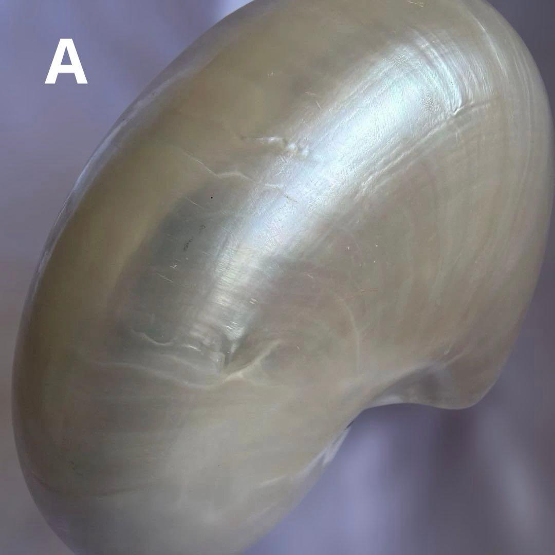 オウムガイの殻