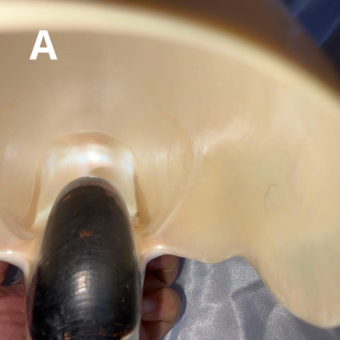 オウムガイの殻