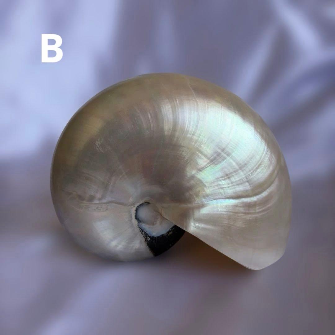 オウムガイの殻