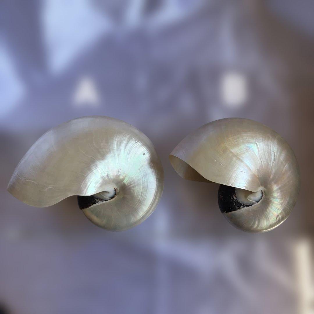 オウムガイの殻