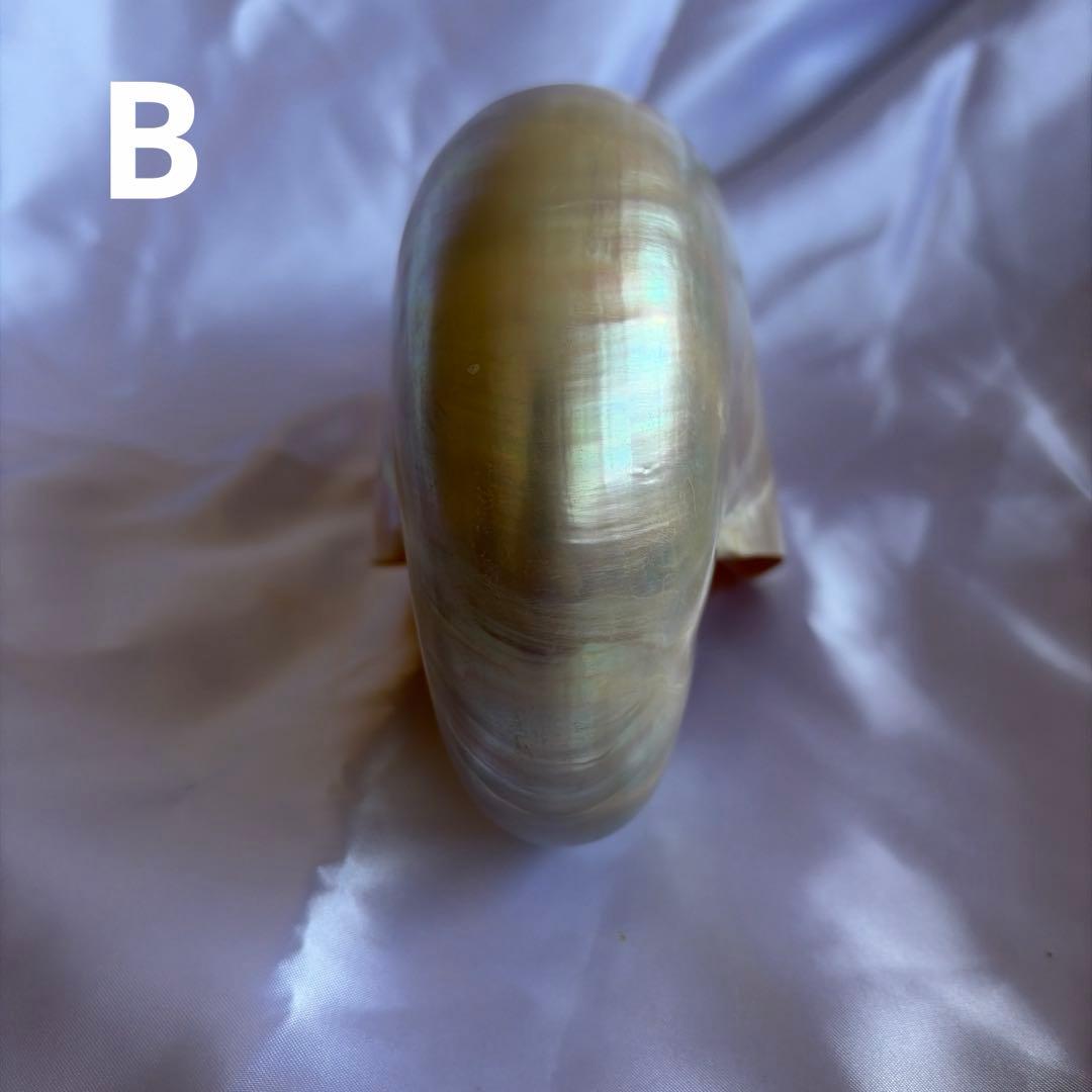 オウムガイの殻