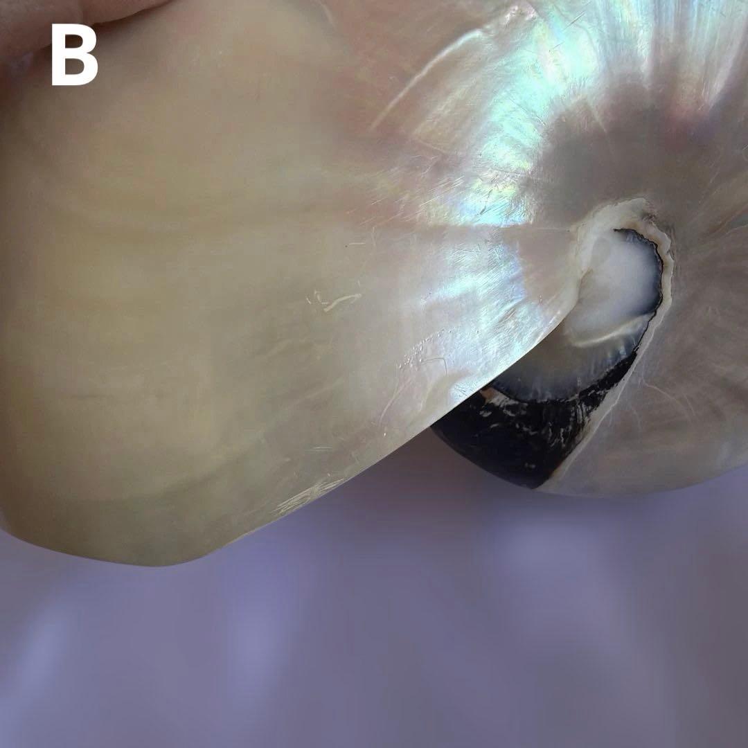 オウムガイの殻