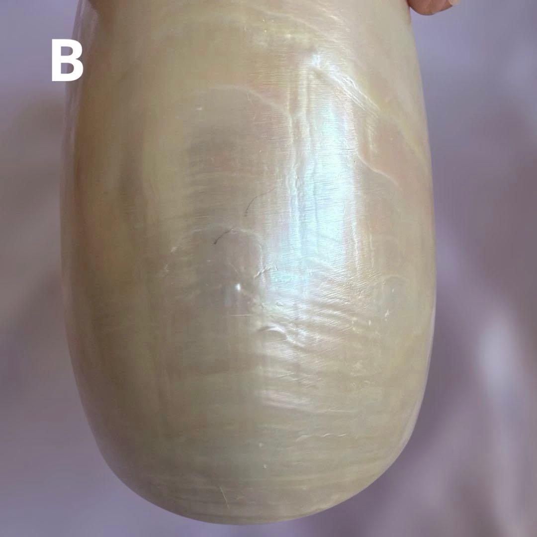 オウムガイの殻