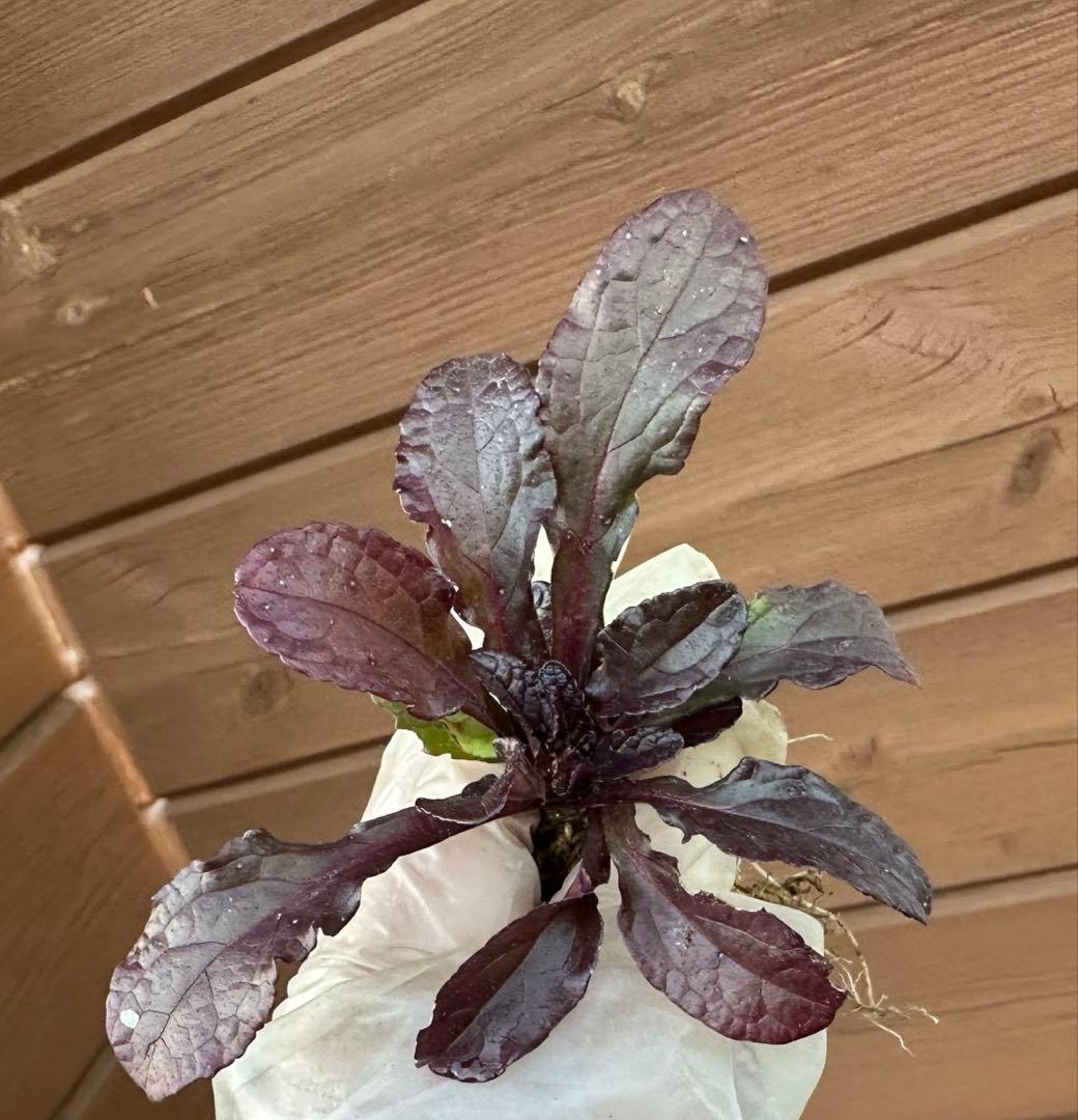 アジュガ苗 大小さまざま 10株 - メルカリ