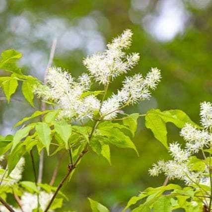 《現品》アオダモ　株立ち　樹高1.1ｍ（根鉢含まず）63【庭木/苗木/バット】