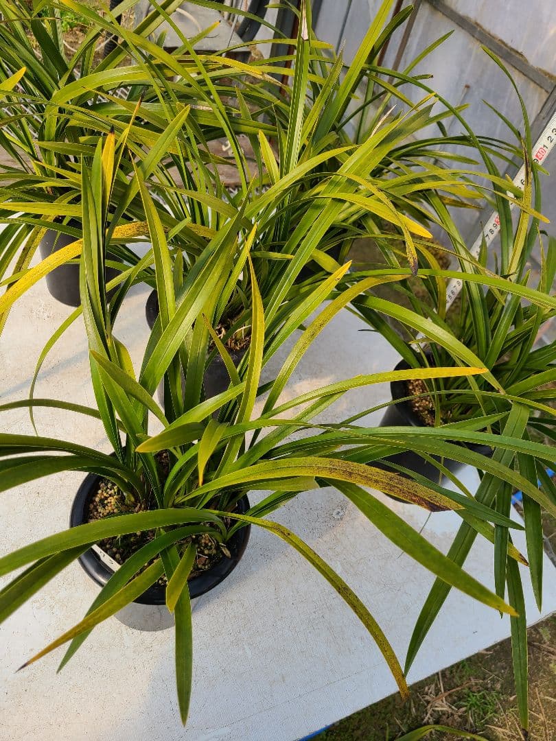 その他観葉植物 sk