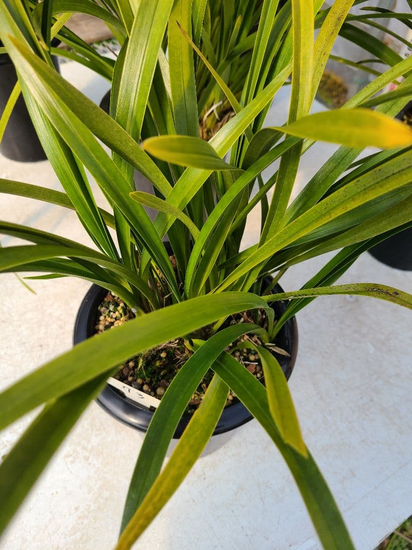 その他観葉植物 sk