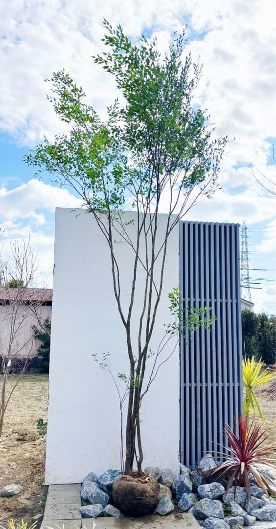 超特大。山採りハイノキ大株立ち4.1M(鉢底から)