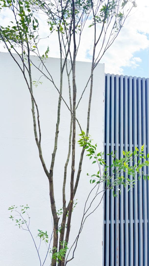 超特大。山採りハイノキ大株立ち4.1M(鉢底から)