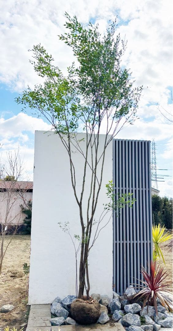 超特大。山採りハイノキ大株立ち4.1M(鉢底から)