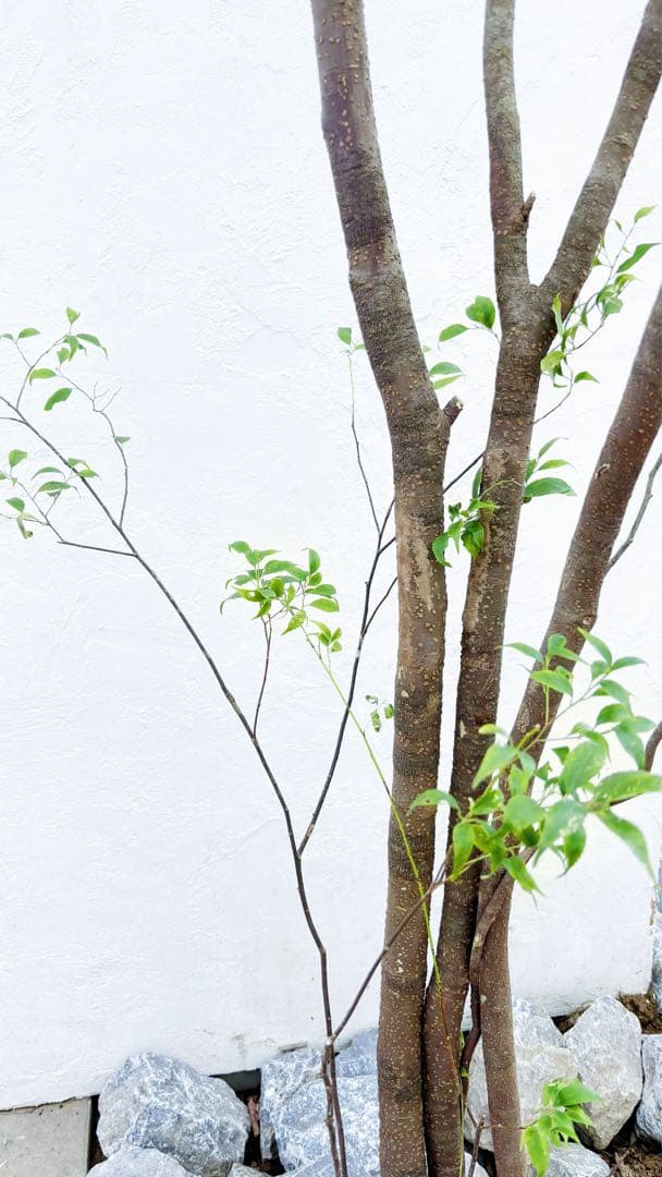 超特大。山採りハイノキ大株立ち4.1M(鉢底から)