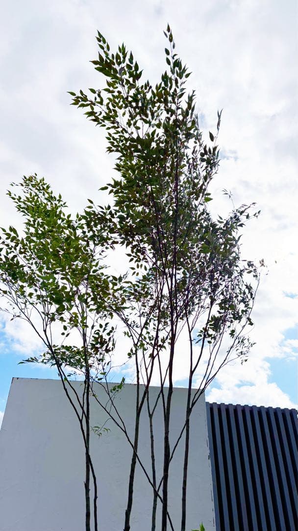 超特大。山採りハイノキ大株立ち4.1M(鉢底から)