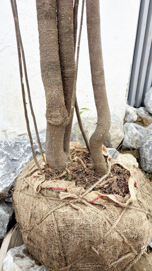 超特大。山採りハイノキ大株立ち4.1M(鉢底から)