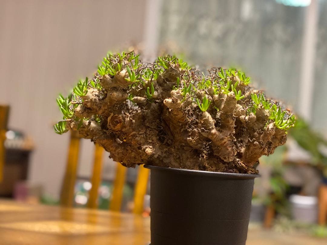 チレコドン　レティキュラーツス　万物想　　現地株・発根済　大型