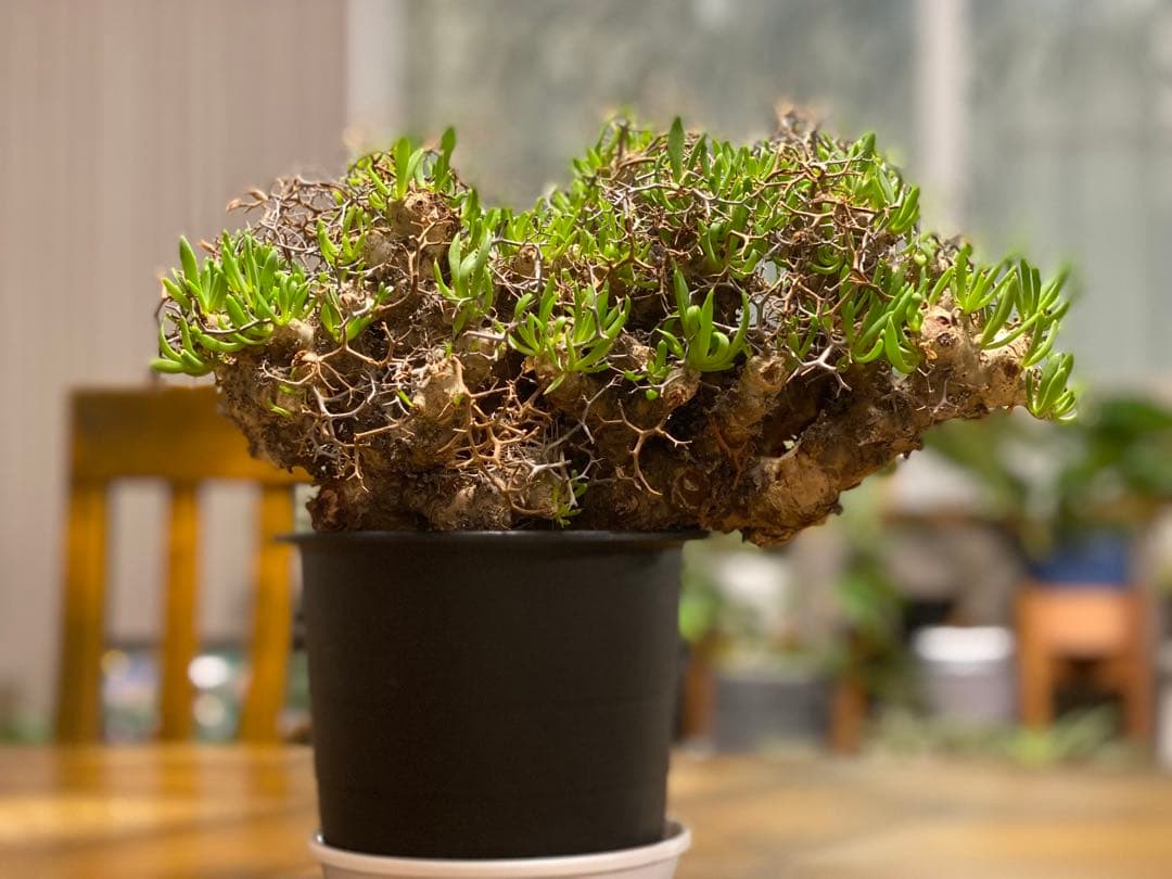 チレコドン　レティキュラーツス　万物想　　現地株・発根済　大型