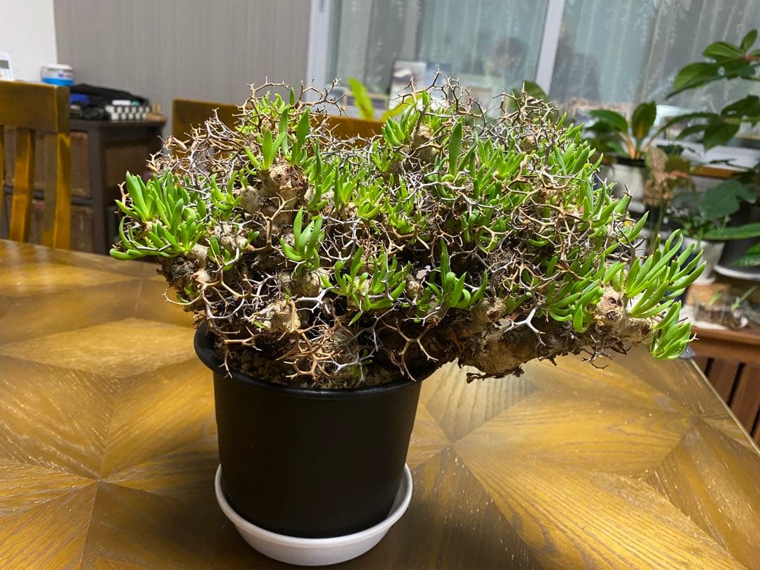 チレコドン　レティキュラーツス　万物想　　現地株・発根済　大型