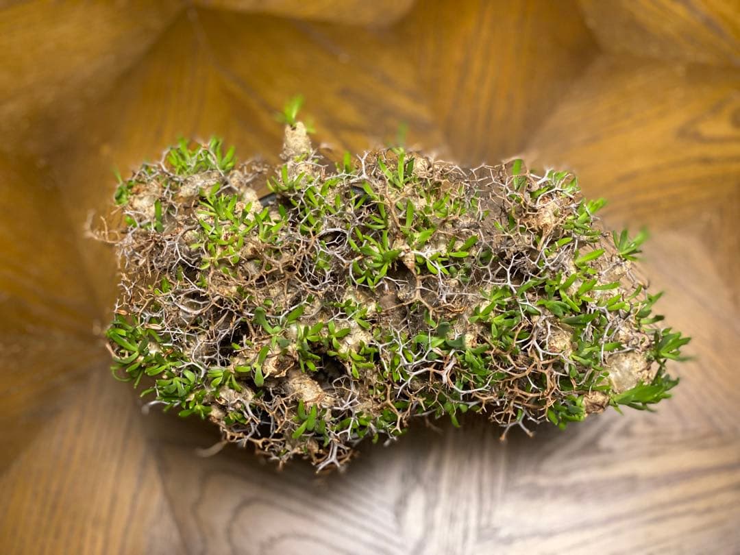 チレコドン　レティキュラーツス　万物想　　現地株・発根済　大型