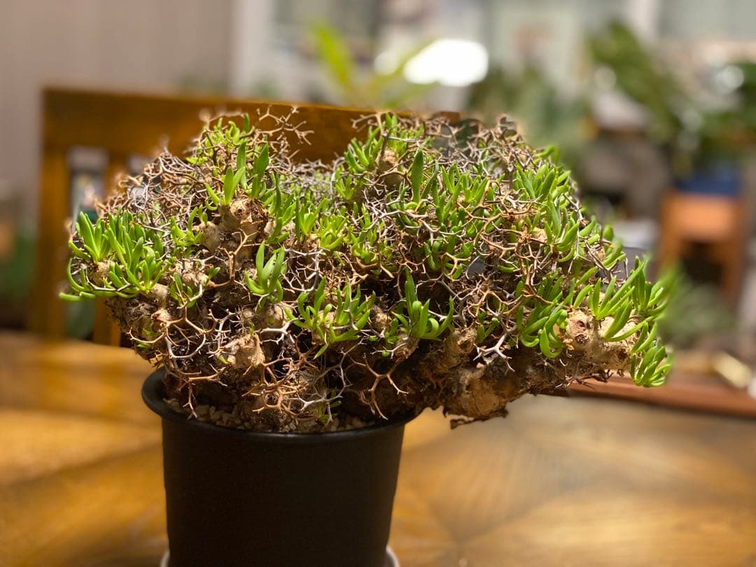 チレコドン　レティキュラーツス　万物想　　現地株・発根済　大型