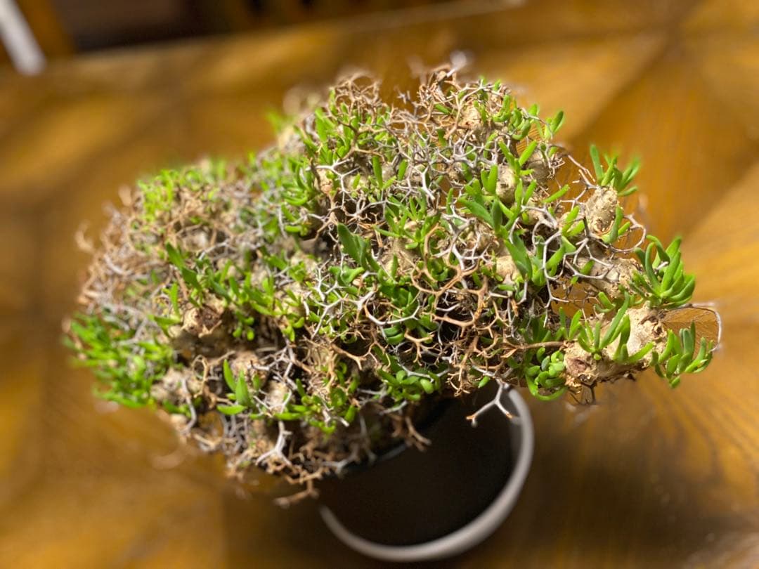 チレコドン　レティキュラーツス　万物想　　現地株・発根済　大型